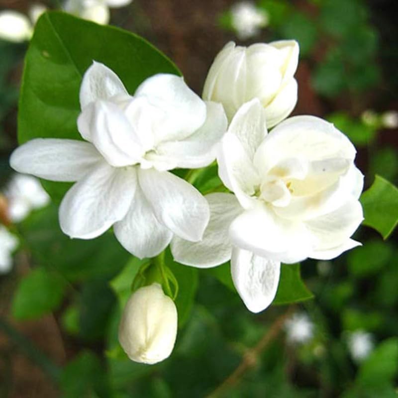 White Maid of Orleans Jasmine Plant Live, 4-7 Inch Fragrant Jasmine Flower Plants Indoor Outdoor Live for Planting, Well Rooted, No Pot