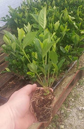 (1) - Summer Snow Gardenia® - Starter Plant (4L) (1 Live Plant)