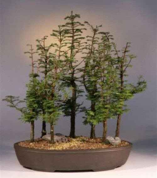 Live Plant - (3) - Dawn Redwood Tree - Metasequoia - Starter Plants - (3 Live Plants)
