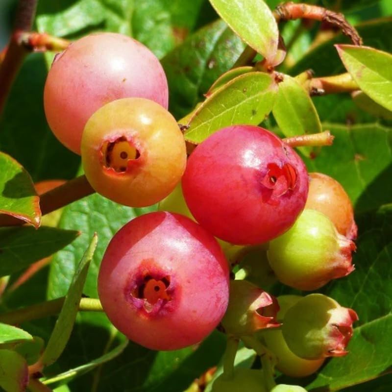 2 Pink Lemonade Blueberry Bush Live Plant, Blueberry Plants Live for Planting 5 to 8 Inch Tall, Sweet Blueberries Fruit Seedlings