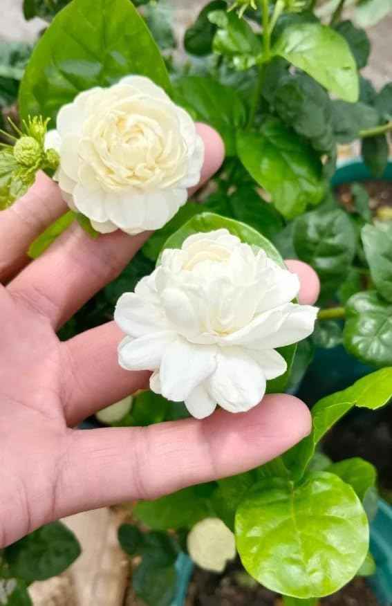 Grand Duke Jasmine Live Plant Double Jasmine Shurb White Jasmines Flowers Bush Frangant Flower Plant 5-7 Inch Tall in 3 Inch Pot