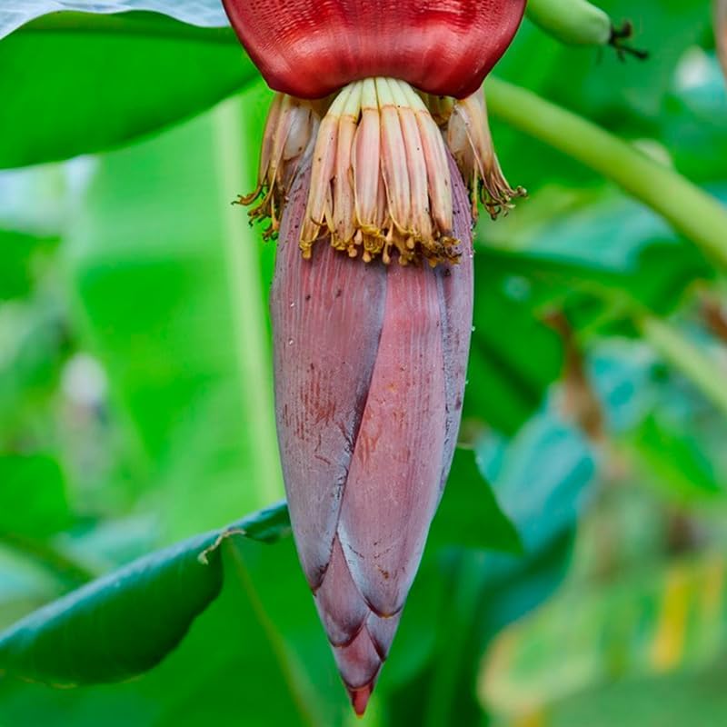 Banana Tree Dwarf Cavendish (4 Pack) Live Banana Plant for Sale | Easy to Grow Plants | Edible Fruit Plant. | Grow Your own Food on Your Edible Organic Garden|Live for Planting|