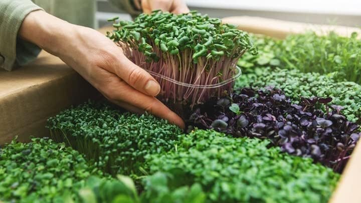 Organic Microgreens Premium Potting Mix: A Thoughtfully Balanced Blend of Natural Ingredients for Nutrient-Dense and Flavorful Microgreens - 4 Quart