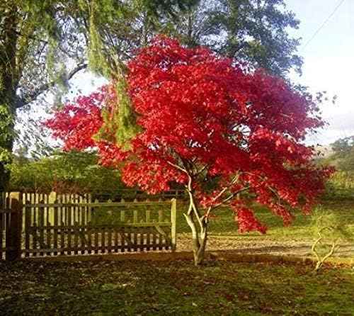 Fireglow Upright Red Japanese Maple - Live Plant - (2.5 QT)