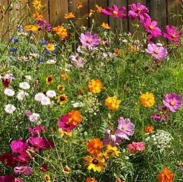 Dirt Goddess Super Seeds ~ Cut Flower Mix Seed (5 Lbs)