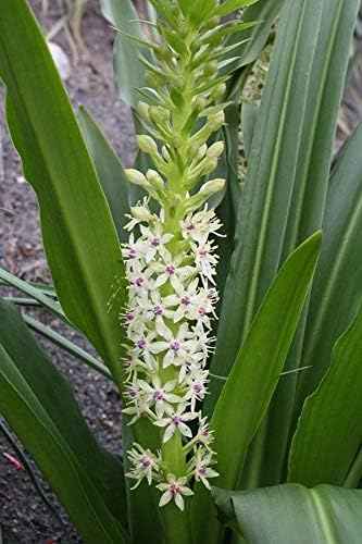 Eucomis Autumnalis Pineapple Lily Bulbs for Unique Late-Season Blooms, 1 Bulb