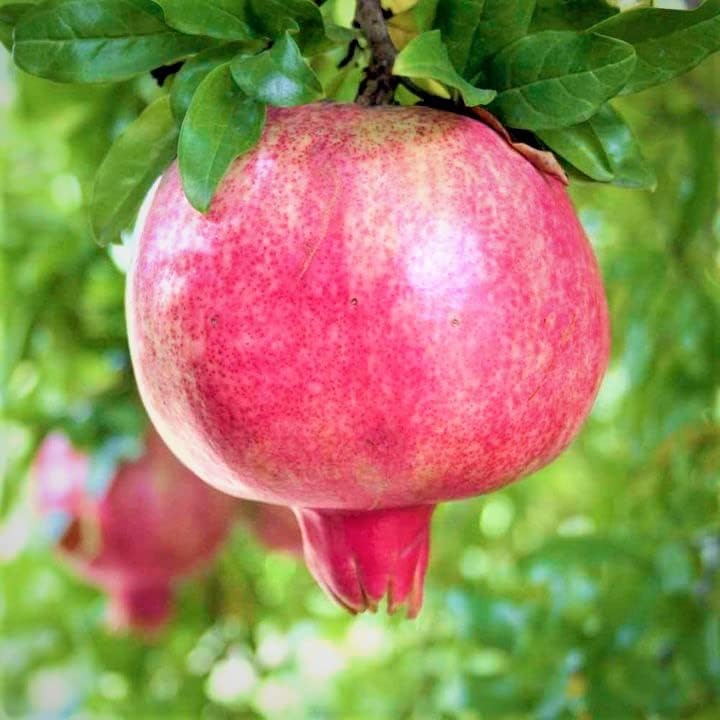 Sweet Pomegranate Tree Live Plant, 10-12" Tall, Wonderful Pomegranate Tree, Zone 8 to 11, Well Rooted