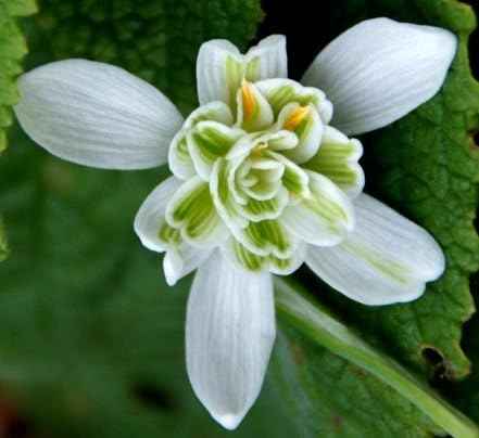 (2) Flowering Bulbs"Double Snowdrops - Galanthus Nivalis Flore Pleno"