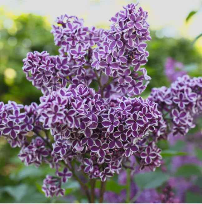 Sensation Lilac Live Starter Plant – Syringa vulgaris ‘Sensation’ – Fragrant Purple & White Bicolor Flowers – Cold Hardy Flowering Shrub – Pollinator Friendly Lilac Bush