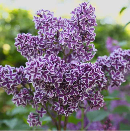 Sensation Lilac Live Starter Plant – Syringa vulgaris ‘Sensation’ – Fragrant Purple & White Bicolor Flowers – Cold Hardy Flowering Shrub – Pollinator Friendly Lilac Bush