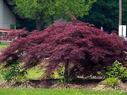 Crimson Queen Japanese Maple - Live Plant - (2.5 QT)