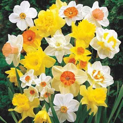 Long Lasting Mix Daffodil Bulbs for Planting - Value Bag - for Gardens, Borders & Flowerbeds. Already Sprouting, Easy to Grow Fall Flowers Bulbs (50 Bulbs)