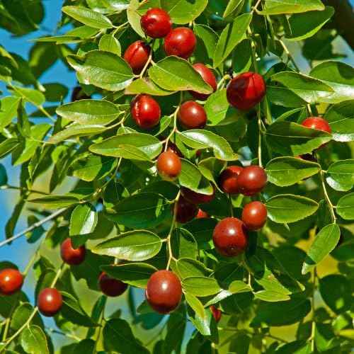 Li Jujube Tree, 8-14" Tall, Cold Hardy Jujube Tree Live Plant, Perennial Sweet Fruit Plants
