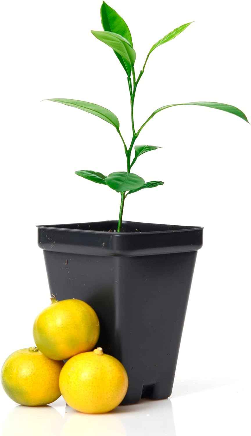 Calamondin Orange Tree Starter Plant. Citrus mitis. 3'' - 5''