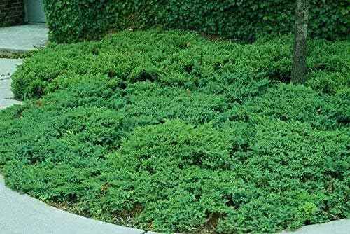 San Jose Juniper | 3 Live Gallon Size Plants | Juniperus Chinensis | Bonsai Drought Tolerant Cold Hardy Evergreen Groundcover