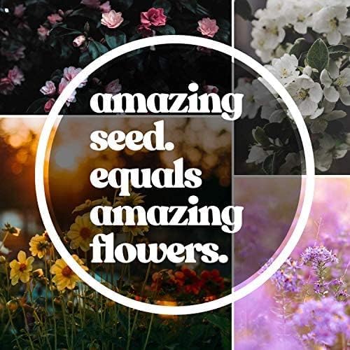 Wildflower Bulk, Southeastern Flower, 1 Lb. 640,000+ Seeds, Annual & Perennial Flowers with Native Southeastern Blooms, Pollinator Flower