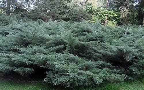 Blue Pfitzer Juniper - 3 Live Plants - Juniperus Chinensis - Drought Tolerant Cold Hardy Evergreen Ground Cover
