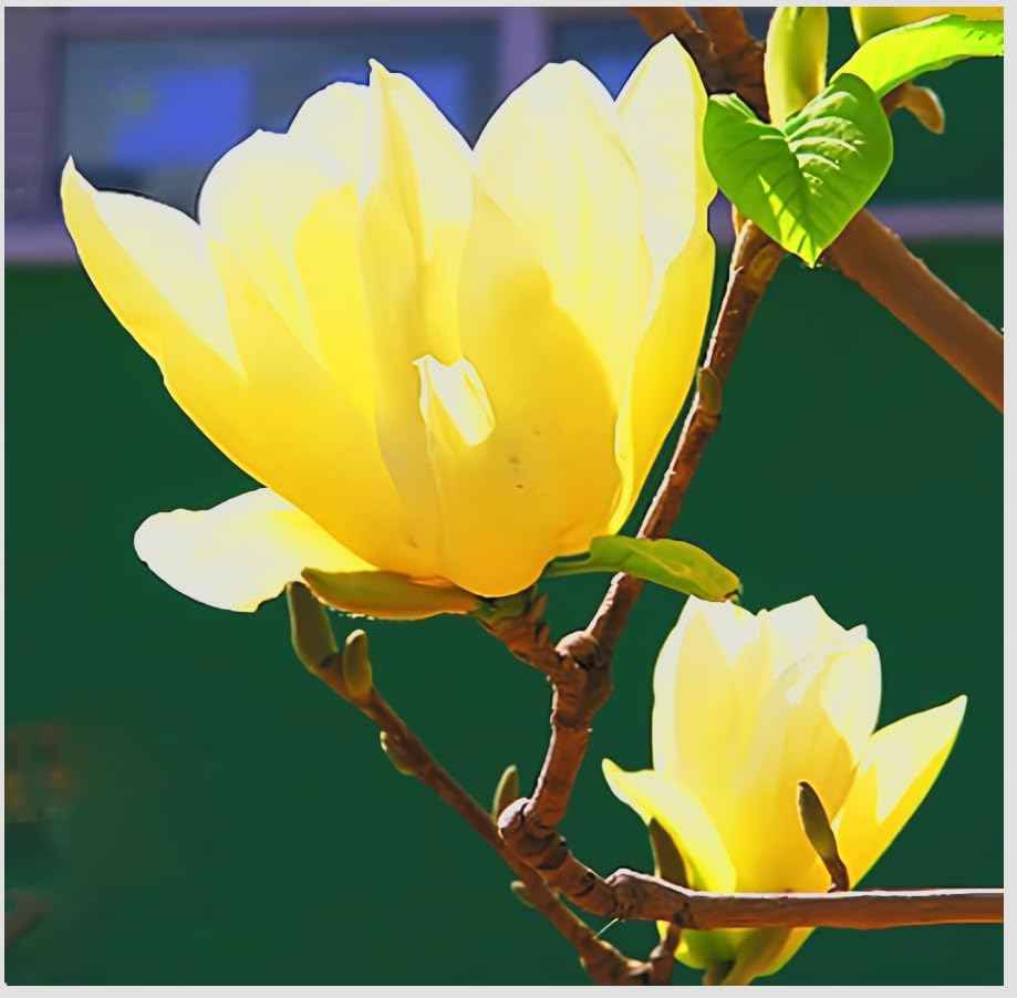 Yellow Jane Magnolia Live Plant – 18” Tall Flowering Shrub Tree