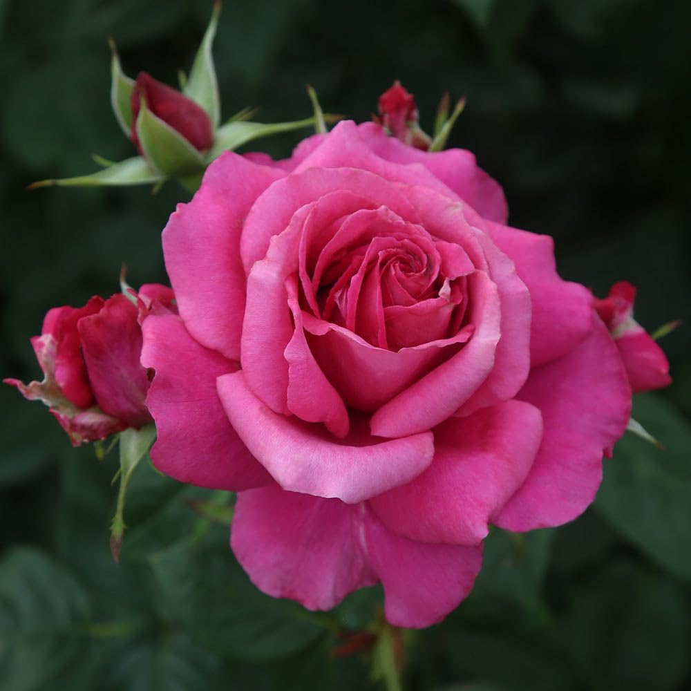 Heirloom Hybrid Tea Roses, Live Own Root Plant for Outdoor Garden, Pretty Lady Rose™, Moderately Fragrant, Hardiness Zones: 6-10, Continual Blooming