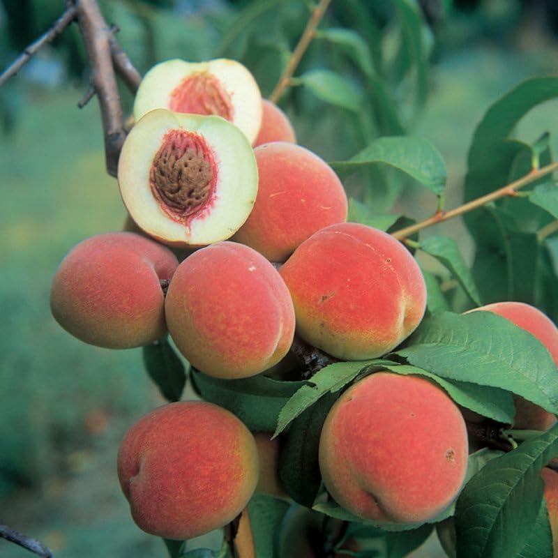 1 Year Old Red Peach Seedling Tree Live Plant, 6 to 12 Inches in Tall, Winter Hardy for Gardening Outdoor, Dormant, No Leaf, No CA