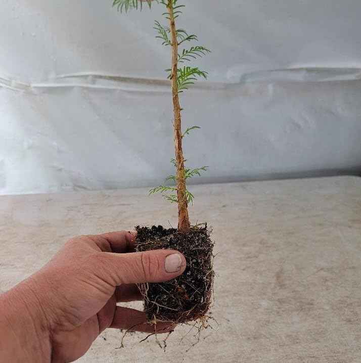 Live Plant - (3) - Dawn Redwood Tree - Metasequoia - Starter Plants - (3 Live Plants)