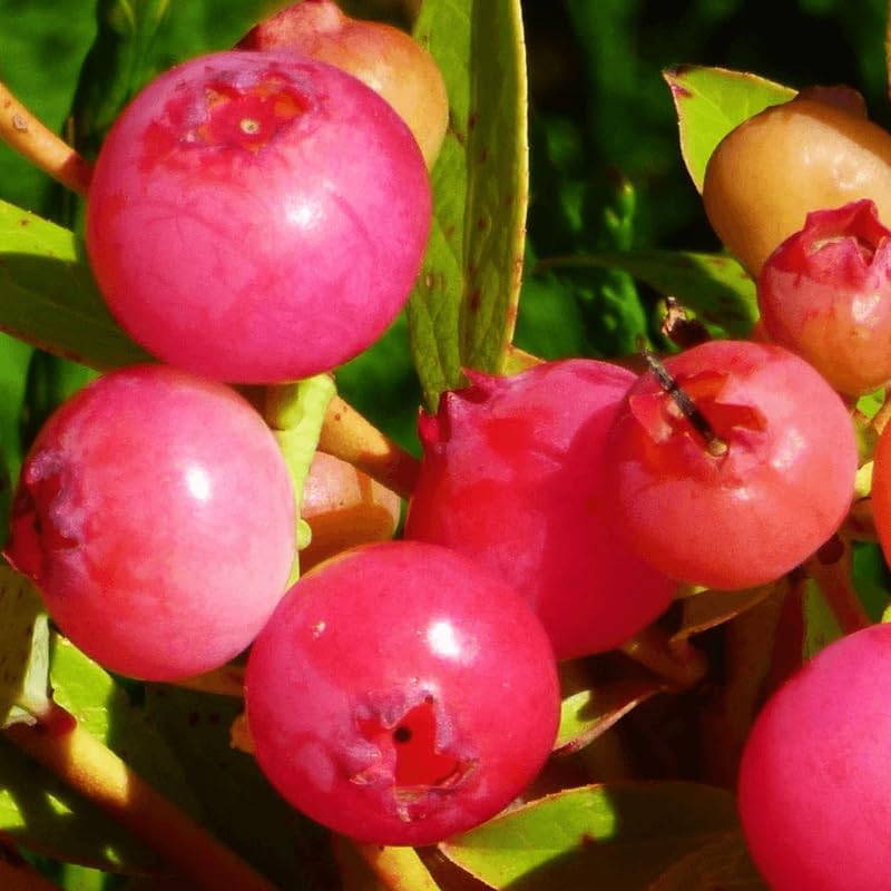 2 Pink Lemonade Blueberry Bush Live Plant, Blueberry Plants Live for Planting 5 to 8 Inch Tall, Sweet Blueberries Fruit Seedlings