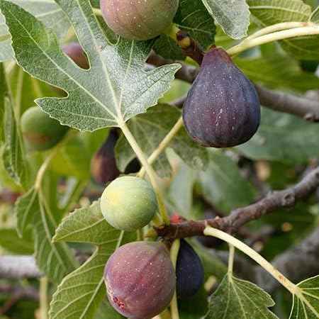 1 Starter Plant of Celeste Fig Tree