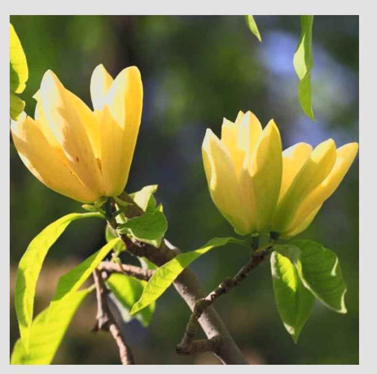 Yellow Jane Magnolia Live Plant – 18” Tall Flowering Shrub Tree
