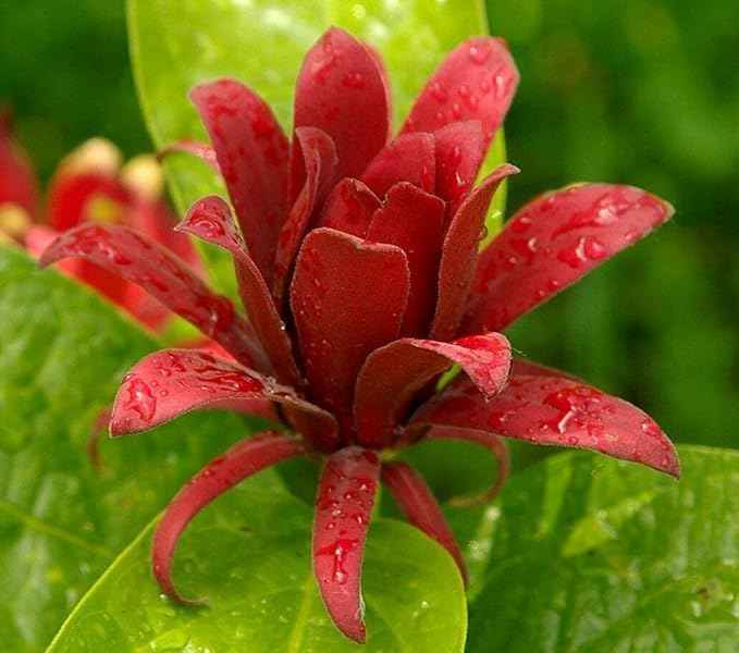 Carolina Allspice (Sweet Shrub) - 6-12" Tall Bush - Quart Pot - Live Plant - Calycanthus floridus