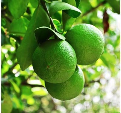 Mother's Day Live Persian Lime Tree Gift, Lasting Mother's Day Gift, Lime Tree, Easy to Grow, Indoor/Outdoor, Home Gardeners, by The Magnolia Company, Can't Ship to CA, AL, AZ, LA, TX