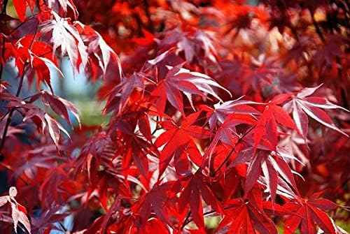 Fireglow Upright Red Japanese Maple - Live Plant - (2.5 QT)
