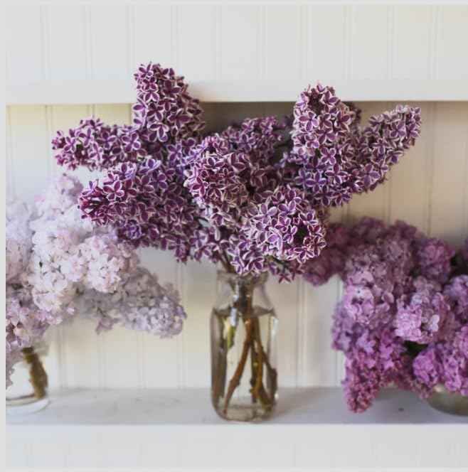 Sensation Lilac Live Starter Plant – Syringa vulgaris ‘Sensation’ – Fragrant Purple & White Bicolor Flowers – Cold Hardy Flowering Shrub – Pollinator Friendly Lilac Bush