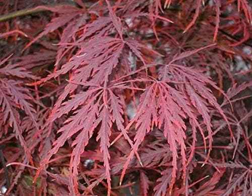 Crimson Queen Japanese Maple - Live Plant - (2.5 QT)
