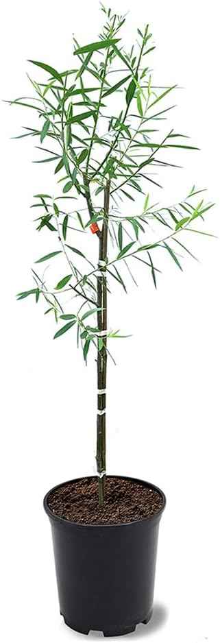 Weeping Willow, Deciduous, Fast-Growing, Shade Tree, 2-3 ft Tree Height, 1 gal Nursery Pot (Due to Agricultural Laws, we Cannot Ship to CA, AZ, AK, or HI)