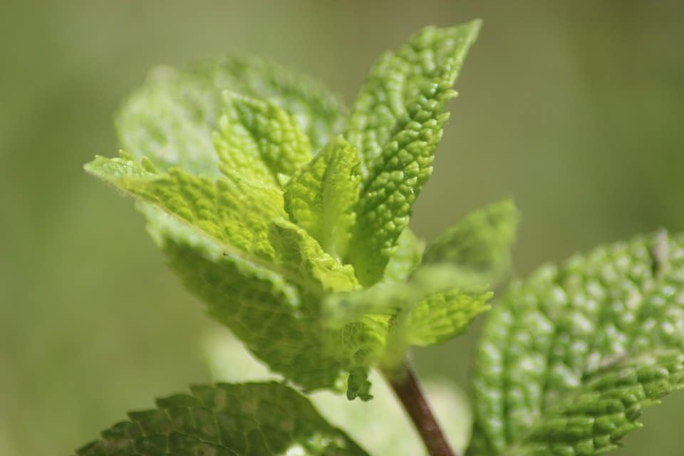Greenwood Nursery: Live Perennial Plants - Mojito Mint + Mentha Villosa - [Qty: 2X 3.5 Pots] - (Click for Other Available Plants/Quantities)