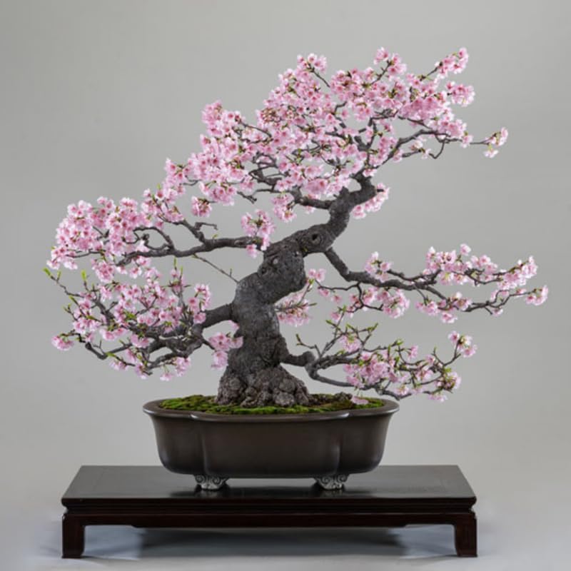 Live Cherry Blossoms Tree Plant, Kwanzan Flowering Cherry Blossom in 2.5 Inches Pot, Dormant in Winter, Perennial Bloom, 9 Months Old Trees