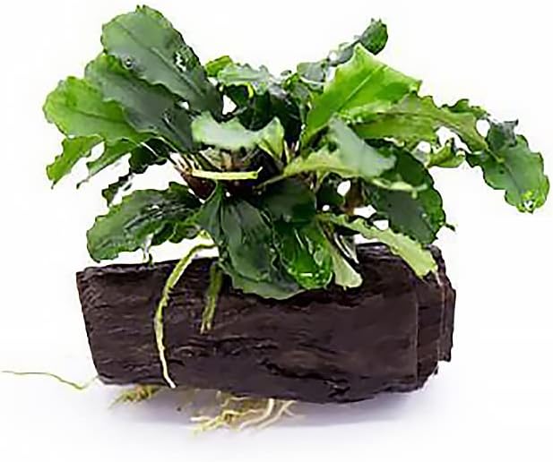 Live Aquarium Plants on Driftwood, Lava Rock, Moss Mat - Freshwater Fish Tank Plants (Bucephalandra Green Wavy, Driftwood (Small))