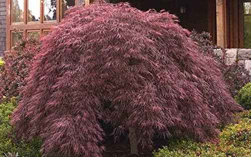 Crimson Queen Japanese Maple - Live Plant - (2.5 QT)