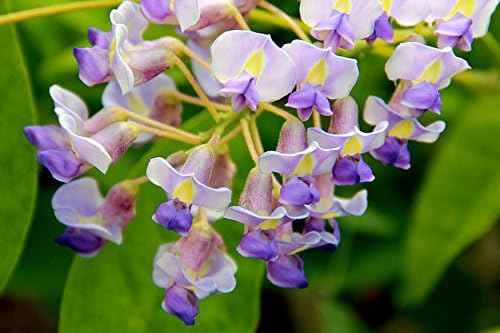 Blue Moon Wisteria Vine - Fragrant Foot Long Flowers - ATTRACTS Hummingbirds - 2 - Year Live Plant