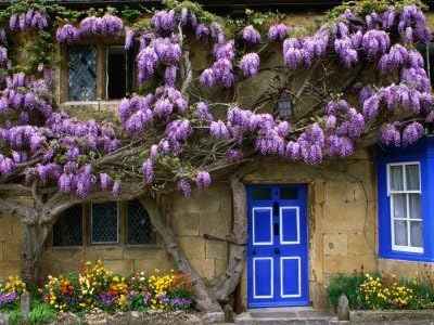Blue Moon Wisteria Vine - Fragrant Foot Long Flowers - ATTRACTS Hummingbirds - 2 - Year Live Plant