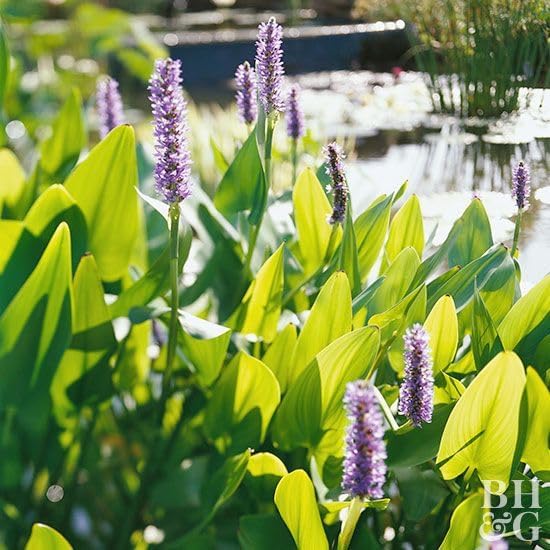 Pickerel Rush Live Pond Plant for Water Garden (Pink Pickerel Rush, 1)