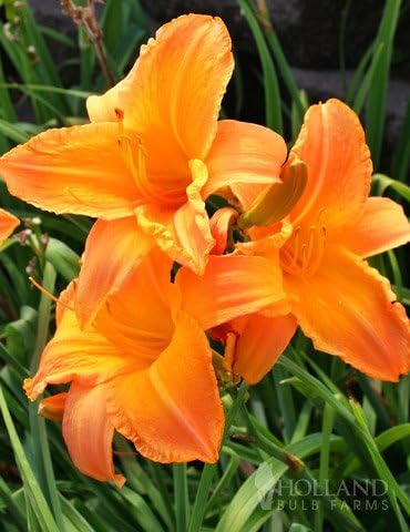 Mauna Loa Daylily Flower Root - Attracts Butterflies and Hummingbirds - Good as Cut Flowers - Naturalizing - Perennializing - Easy to Grow Live Plants - Outdoor Garden