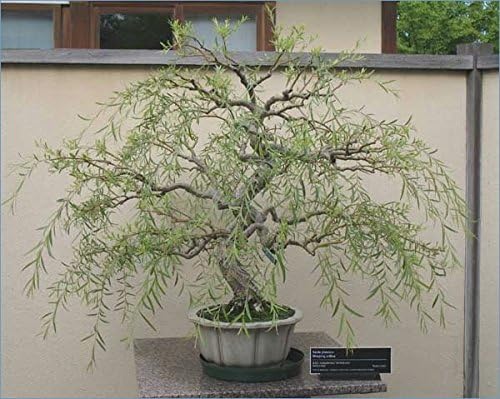 Bonsai Willow Tree Bundle - 3 Large Trunk Bonsai Tree Cuts - Get one Each Weeping, Australian, Dragon - Ready to Plant - Indoor/Outdoor Bonsai Tree's