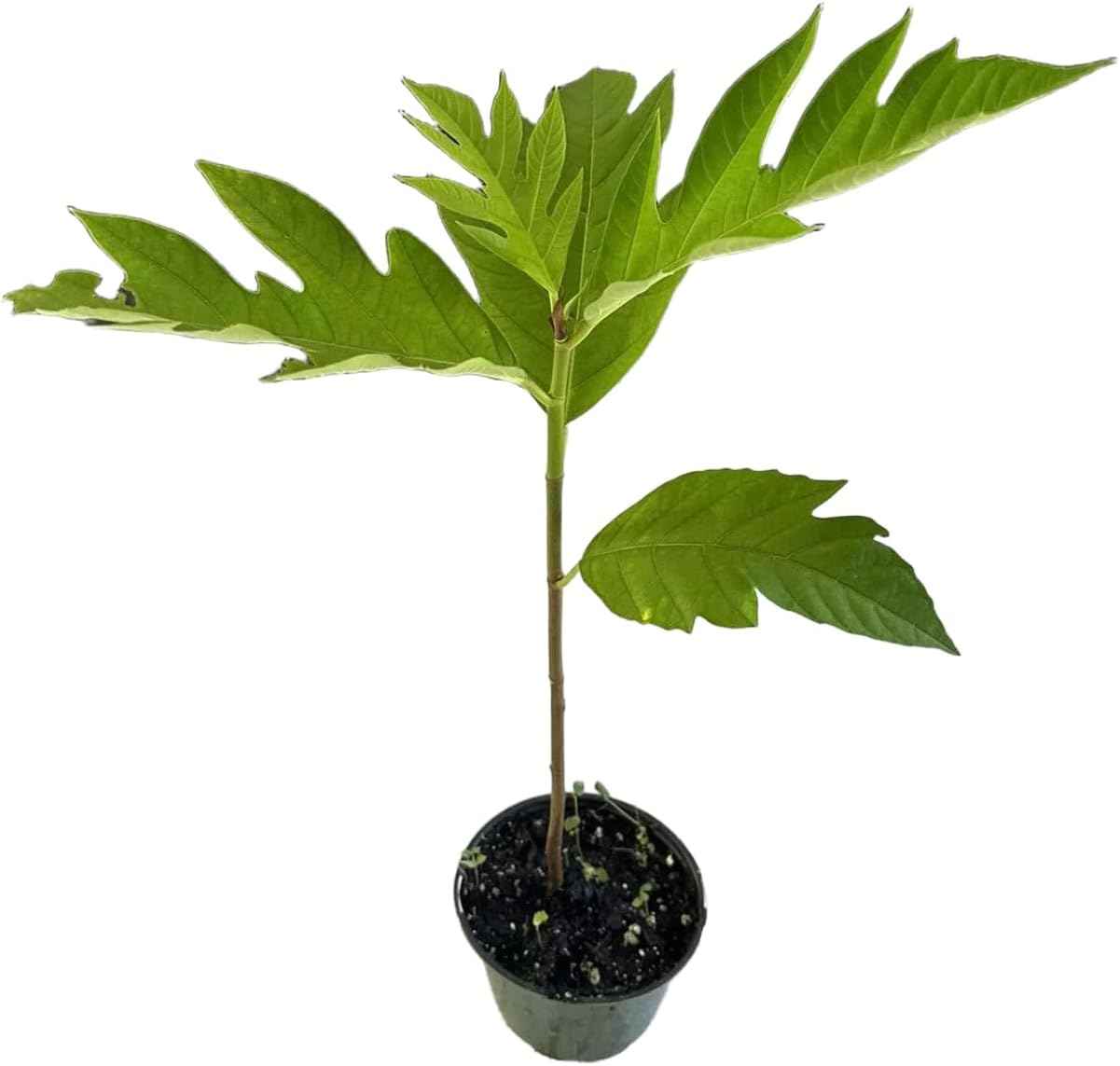Breadfruit Plant, Breadfruit (Artocarpus altilis) Tropical Live Fruit Tree, Tropical Live Fruit Seedling, Green 10inch-1ft