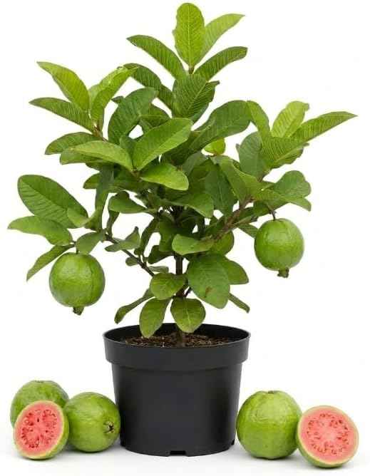 Pink Guava Tree Live Plant, Guava Plant Live, 8 to 10 Inches Tall, Sweet Tropical Fruit Tree for Indoor Outdoor Growing