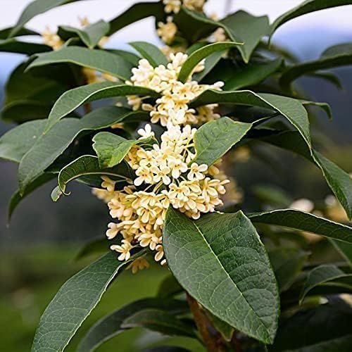 Fragrant Tea Olive | 2 Live Gallon Size Plants | Osmanthus fragrans | Ideal for Gardens & Landscaping | Easy-to-Grow Evergreen Shrub | Delightful Sweet Scent | Decorative & Versatile