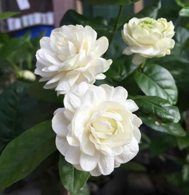 Grand Duke Jasmine Live Plant Double Jasmine Shurb White Jasmines Flowers Bush Frangant Flower Plant 5-7 Inch Tall in 3 Inch Pot