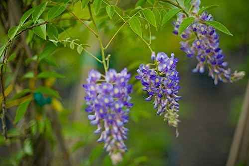 Blue Moon Wisteria Vine - Fragrant Foot Long Flowers - ATTRACTS Hummingbirds - 2 - Year Live Plant