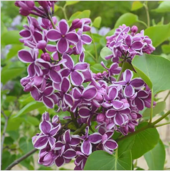 Sensation Lilac Live Starter Plant – Syringa vulgaris ‘Sensation’ – Fragrant Purple & White Bicolor Flowers – Cold Hardy Flowering Shrub – Pollinator Friendly Lilac Bush