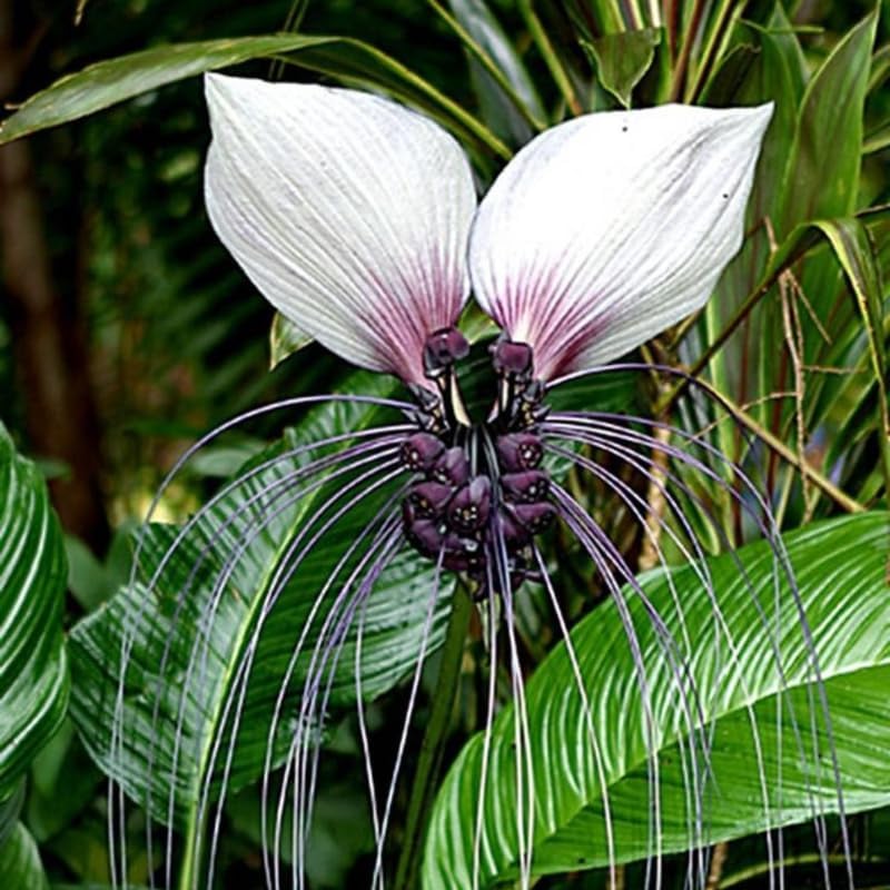 White Tacca Plants Live in 4 Inch Pot, White Bat Flower Well Rooted for Planting Indoor Outdoor, Ornamental Houseplant